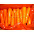 XIAMEN 316 BEST CARROT